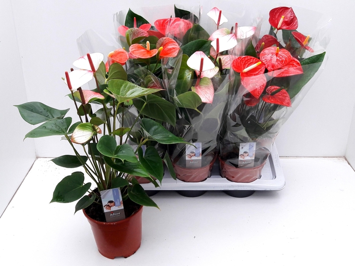 <h4>ANTHU AN GEM 4 KL</h4>