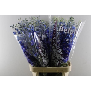 Delph Du Dewi B Star L 95