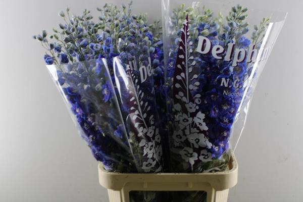 <h4>Delph Du Dewi B Star L 95</h4>
