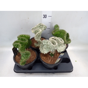 Euphorbia lactea 'Cristata'