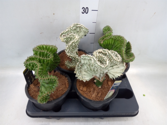 <h4>Euphorbia lactea 'Cristata'</h4>