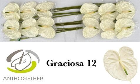 <h4>Anth A Graciosa</h4>