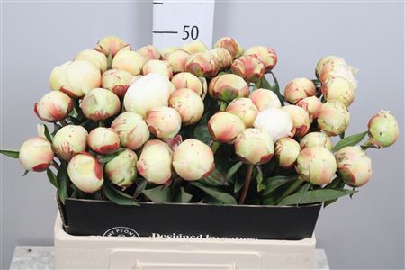 <h4>Paeonia Dr F.g. Brethour</h4>