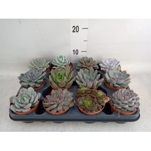 Echeveria   ...mix