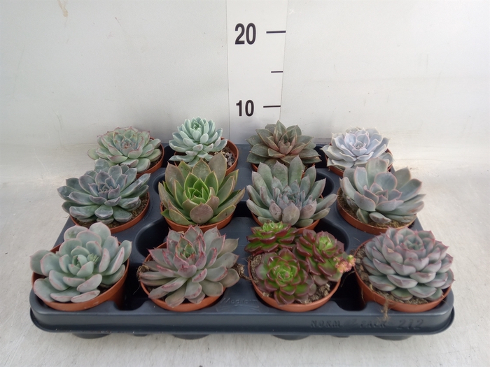 <h4>Echeveria   ...mix</h4>