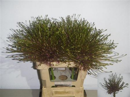<h4>Allium Schubertii X12</h4>