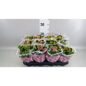 Kalanchoe blos.   ..mix