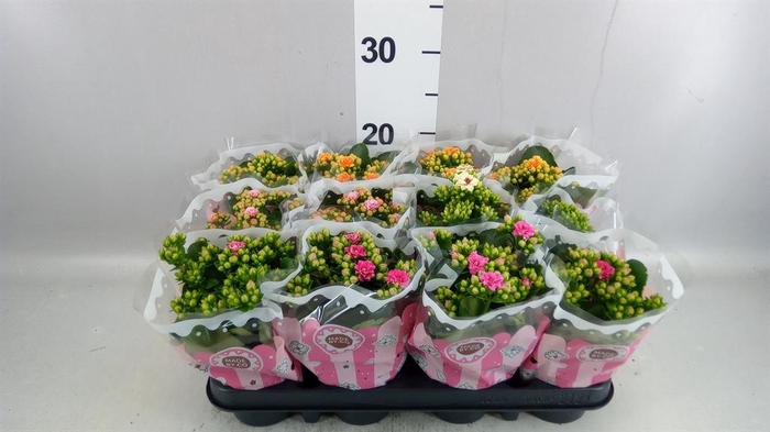 <h4>Kalanchoe blos.   ..mix</h4>