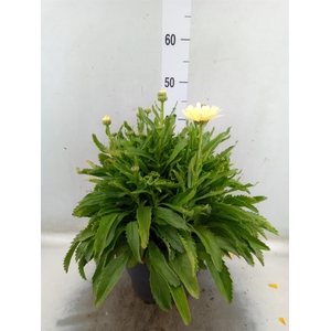 Leucanthemum sup. 'Broadway Lights'