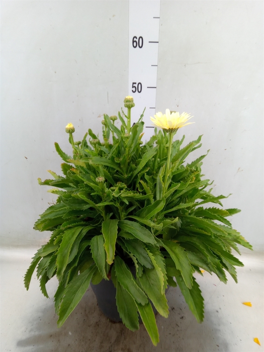 <h4>Leucanthemum sup. 'Broadway Lights'</h4>