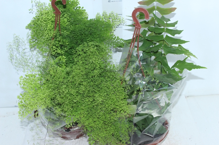 <h4>AVENCA VARIADA C21</h4>