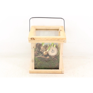 arr4 Narcis PL - Hout lantaarn 250/2