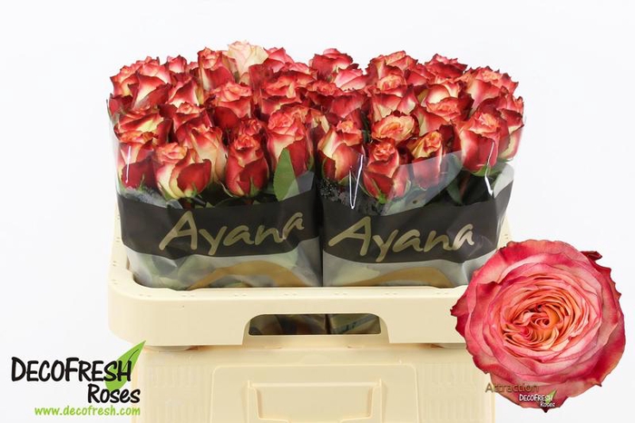 <h4>R Gr Attraction Extra Ayana</h4>