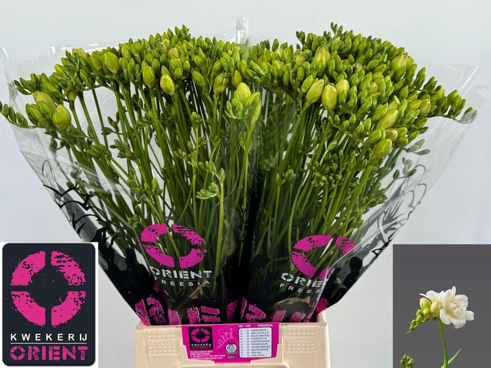 <h4>FR DU STARLIGHT</h4>