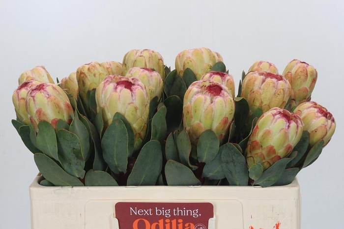 <h4>Protea Grandicolor</h4>
