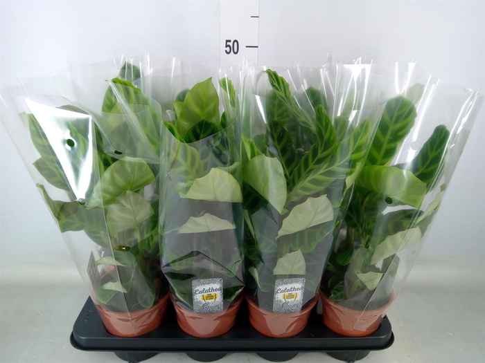 <h4>Calathea zebrina</h4>