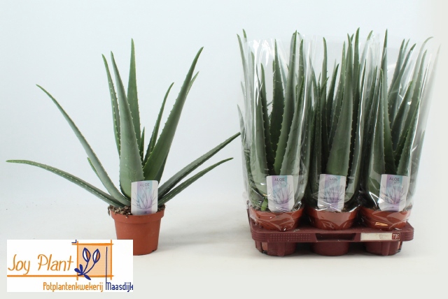 <h4>ALOE VERA</h4>