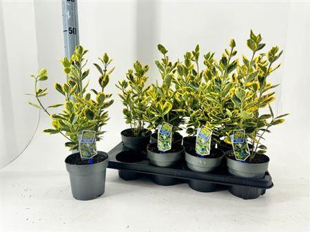 <h4>Euonymus Ja Marieke</h4>