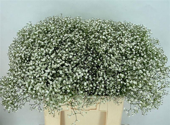 <h4>Gyps Zinzi Aboa</h4>