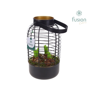 Lantaarn metaal met Hyacinthus