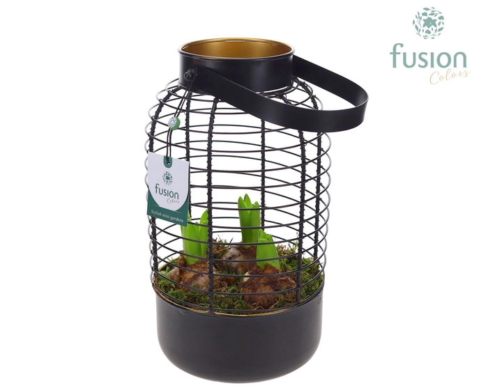 <h4>Lantaarn metaal met Hyacinthus</h4>