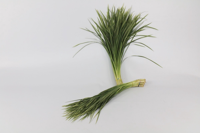 <h4>Lily grass Variegated</h4>