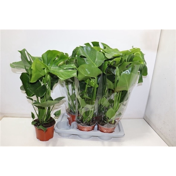 <h4>Monstera deliciosa</h4>
