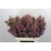 Chamelaucium Kerryn