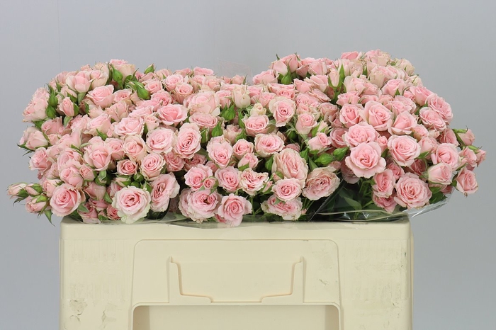 <h4>Rosa Tr Lydia</h4>