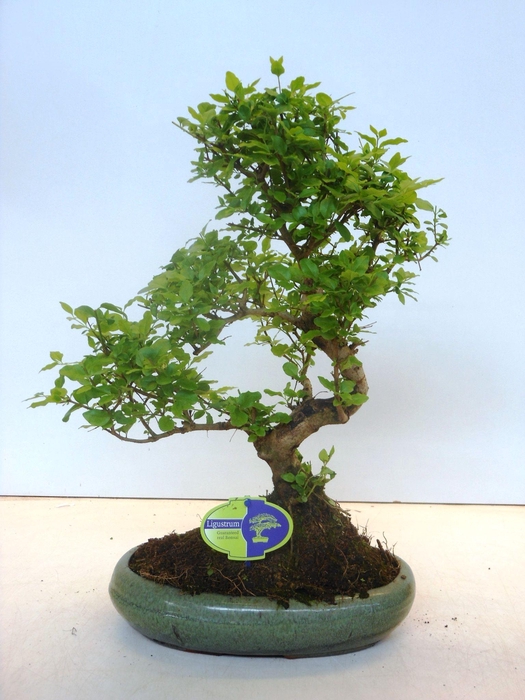 <h4>Ligustrum sinensis, 29cm., shape, without drip tray</h4>