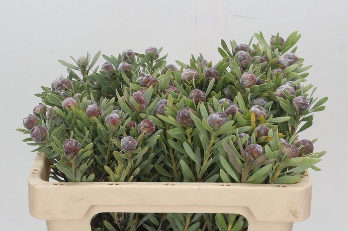 <h4>LEUCAD PUBESCENS</h4>