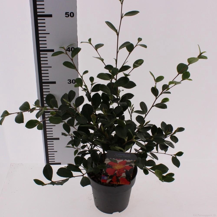 <h4>Camellia jap. 'Yuletide'</h4>