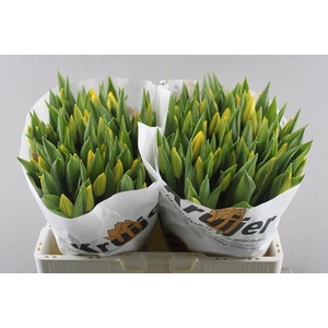 Tu En Strong Gold (geel)kruijr