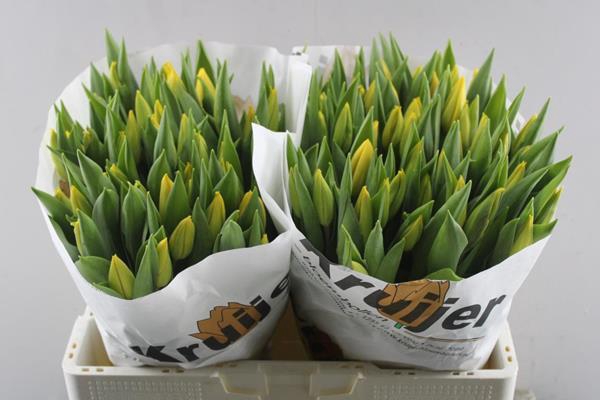 <h4>Tu En Strong Gold (geel)kruijr</h4>