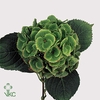 Hydrangea mag emerald classic