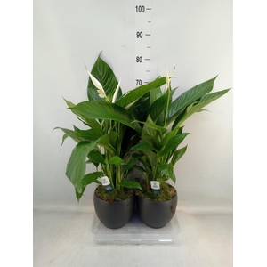 Spathiphyllum  'Bingo Cupido'