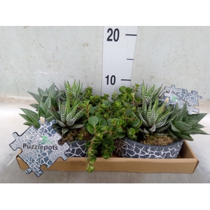 Arr.   Kamerplant Groen L%