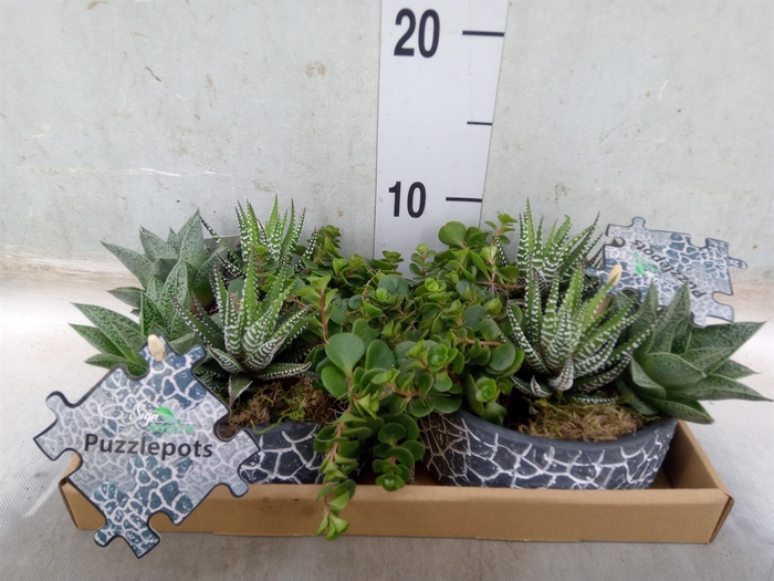 <h4>Arr.   Kamerplant Groen L%</h4>