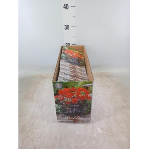 Dahlia   ...flowerbulbs