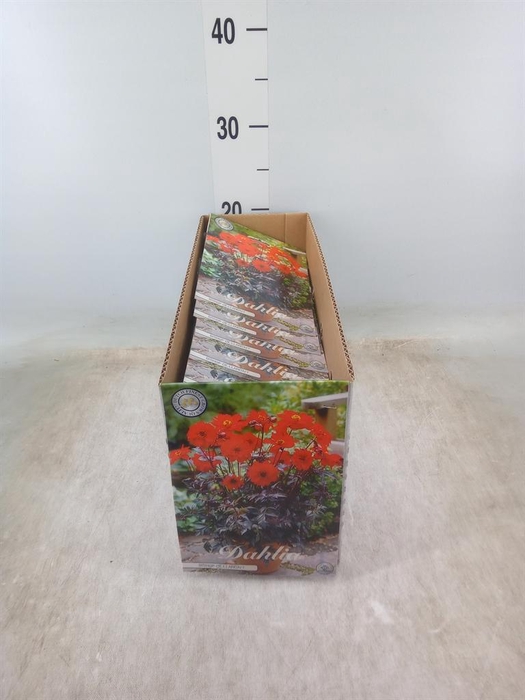 <h4>Dahlia   ...flowerbulbs</h4>