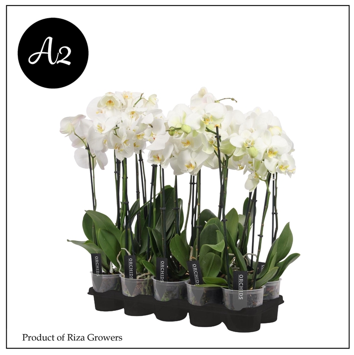 <h4>PHAL OV WIT</h4>