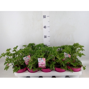 Pelargonium graveolens