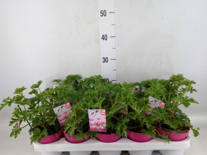 <h4>Pelargonium graveolens</h4>