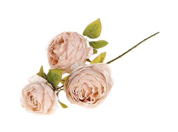 Branch Rosa Gallica L70