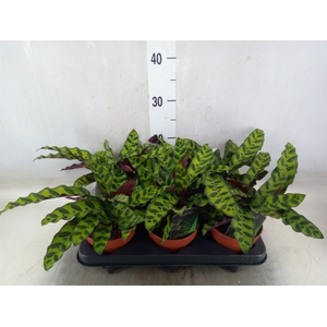 Calathea lancifolia