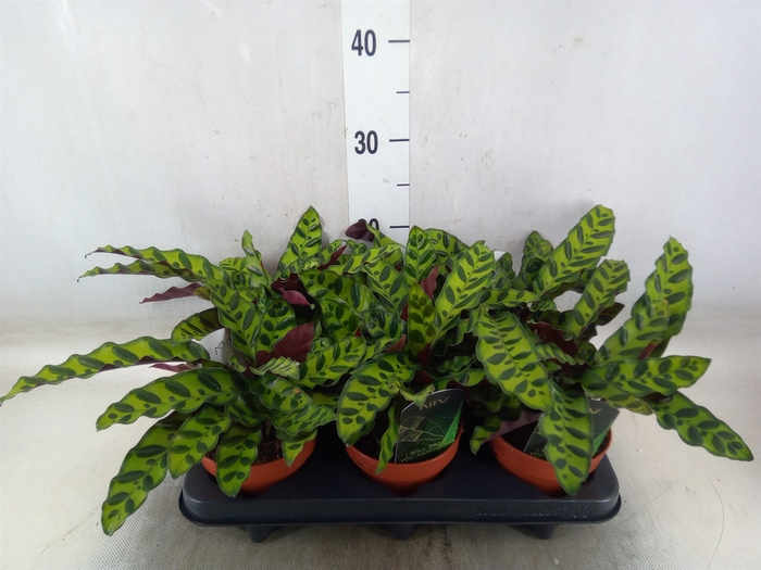<h4>Calathea lancifolia</h4>