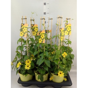 Thunbergia alata 'Ris Mooie Ogen'