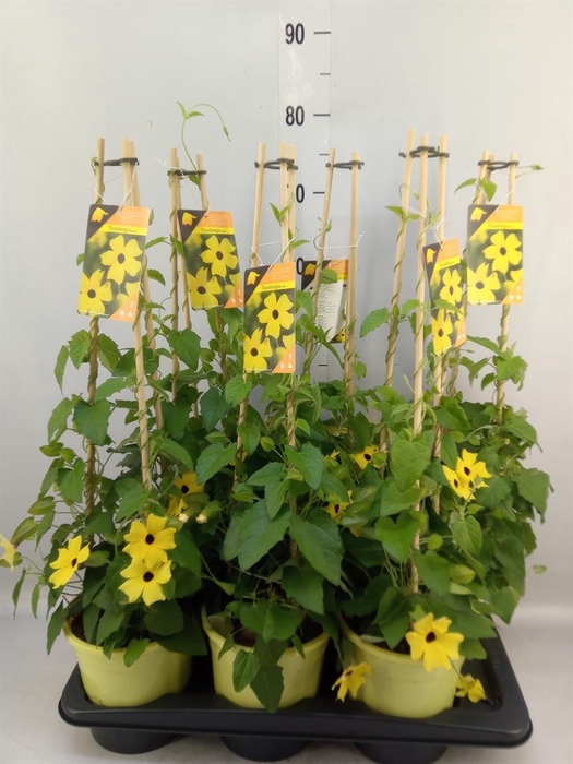 <h4>Thunbergia alata 'Ris Mooie Ogen'</h4>