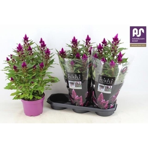 CEL DEEP PURPLE
