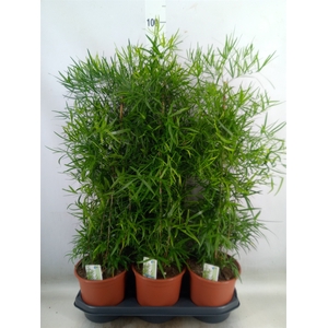 Asparagus falcatus
